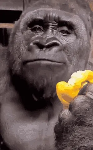 Suprised animal GIF